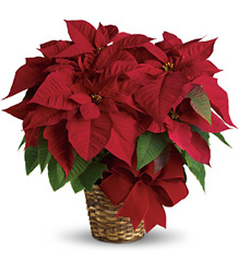 Red Poinsettia 